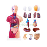Human Torso, 14 parts, Sexless